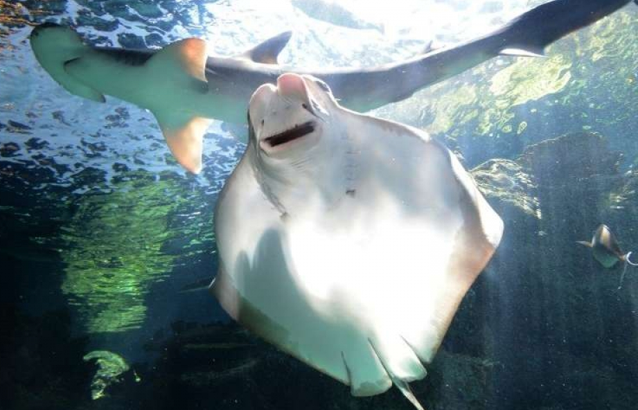 Phát hiện loài cá mập thích ăn chay đầu tiên trên thế giới