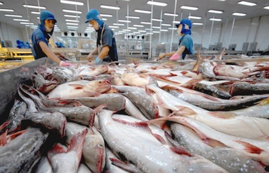 Cá tra Việt hưởng lợi từ cuộc chiến thương mại Mỹ - Trung