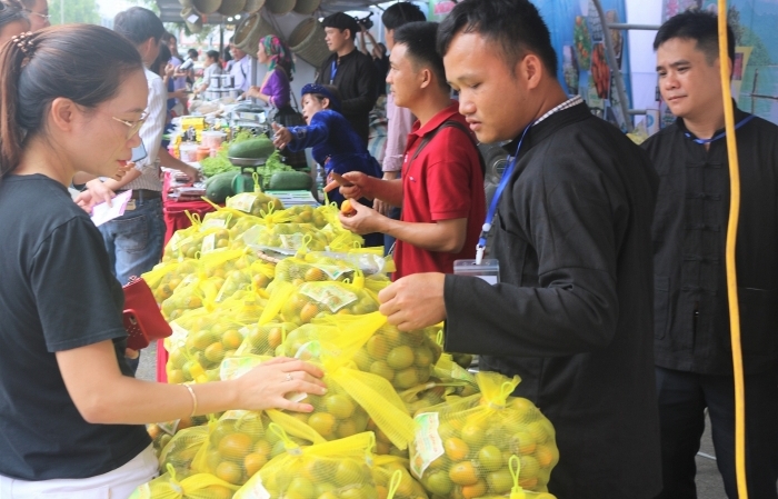 Bắc Kạn lần đầu giới thiệu hồng không hạt đến người tiêu dùng Thủ đô