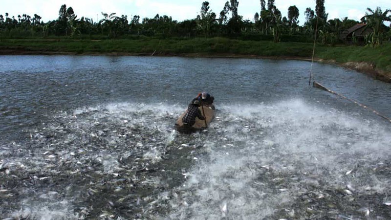 Chuỗi ngành hàng cá tra tỷ USD 'đuối sức'