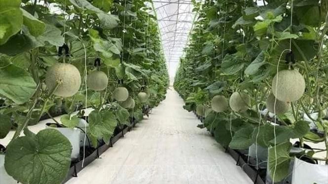 Việt Nam-Australia thúc đẩy cơ hội hợp tác về công nghệ nông nghiệp