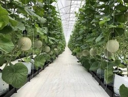 Việt Nam-Australia thúc đẩy cơ hội hợp tác về công nghệ nông nghiệp