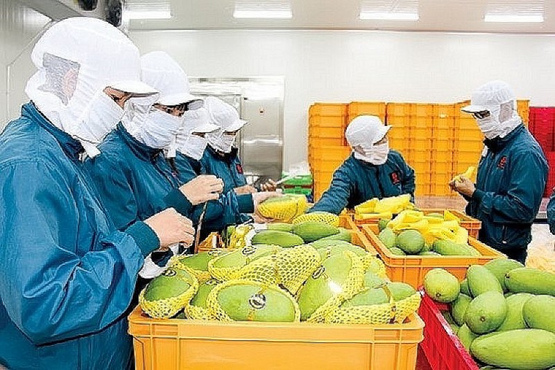 Xuất khẩu ngày 25-29/10: 10 tháng, Việt Nam nhập siêu 1,45 tỷ USD; xuất khẩu tăng trưởng ấn tượng; lực đẩy thương mại điện tử