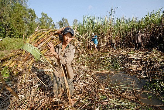 Xuất khẩu ngày 29/10-1/11: Đường nhập khẩu 'né thuế' ồ ạt tràn vào Việt Nam; Cảnh báo sớm, giảm thiểu rủi ro cho doanh nghiệp xuất khẩu