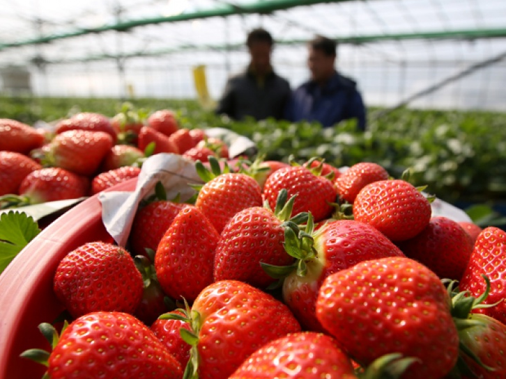 Dâu tây Hàn Quốc chính thức được nhập khẩu vào Việt Nam