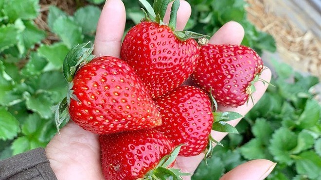 Xuất khẩu ngày 29/11-3/12: Tin vui từ xuất khẩu nông sản; dâu tây Sơn La sắp có mặt tại thị trường Malaysia, Singapore