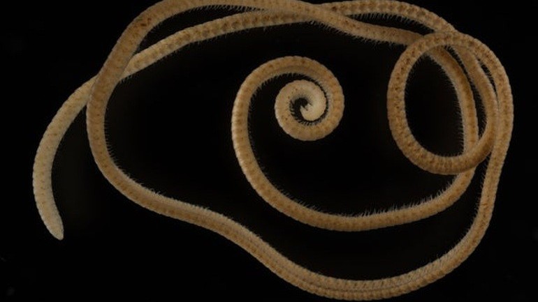 Phát hiện 'quái vật' sống trong lòng đất sở hữu hơn 1.300 chân