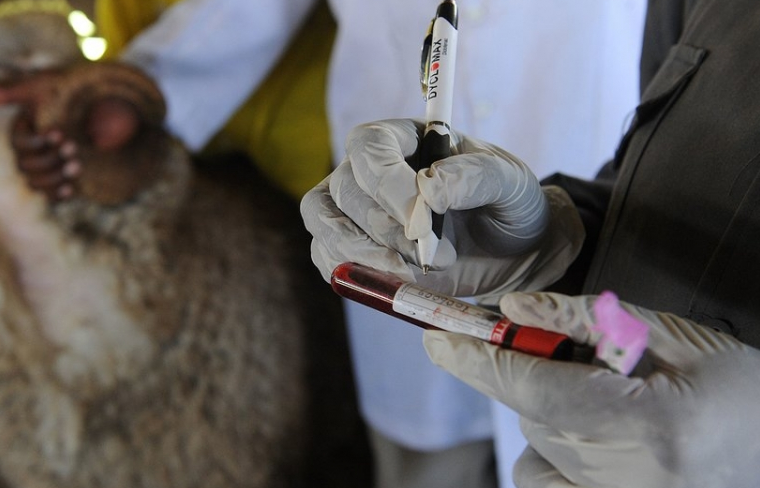 Phát hiện virus nguy hiểm hơn Zika đối với phụ nữ mang thai