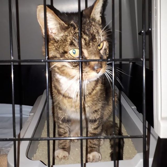 chu meo tro ve nha de chet sau 14 nam mat tich