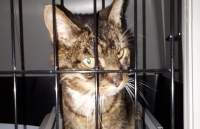 hinh anh chu meo deo khau trang phong virus corona gay sot