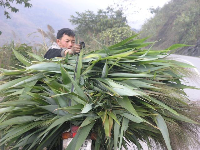 Bà con tranh thủ cắt cỏ rừng về cho trâu bò ăn trong ngày thời tiết quá lạnh phải nhốt trong chuồng tránh rét.