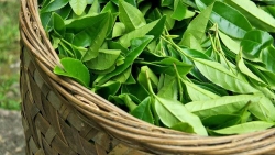 Xuất khẩu ngày 9-11/1: Rau quả 'lỡ hẹn' mục tiêu 4 tỷ USD, Pakistan chuộng chè Việt Nam