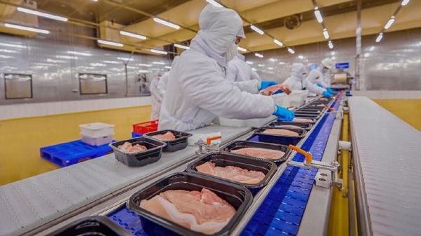 Giá heo hơi hôm nay 16/3: Miền Trung, Tây Nguyên quay đầu giảm