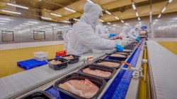 Giá heo hơi hôm nay 25/11: Giá heo hơi không có nhiều biến động, hộ chăn nuôi vẫn thua lỗ