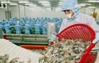 Xuất khẩu tôm hướng đến mục tiêu 4,2 tỷ USD năm 2019
