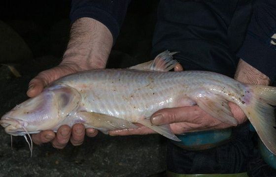 Phát hiện loài cá sống trong hang động có kích thước lớn nhất thế giới