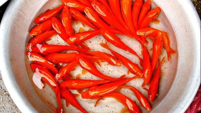 Thị trường Tết ông Công, ông Táo: Giá cá chép tăng gấp đôi; xôi, bánh trôi cũng đang hút khách