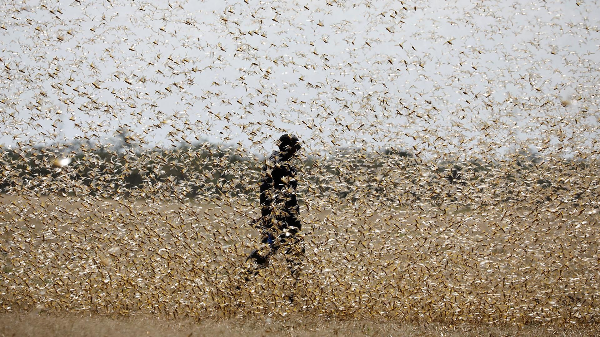 Đại dịch Covid-19 chưa xong, Ấn Độ còn phải đương đầu với 'thảm họa châu chấu'