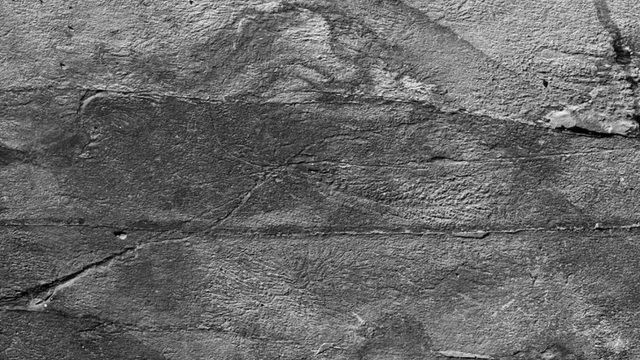 mang xa hoi 500 trieu nam tuoi giup quai vat bien ki la tu nhan ban