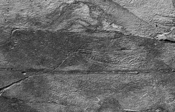 'Mạng xã hội' 500 triệu năm tuổi giúp quái vật biển kì lạ tự nhân bản