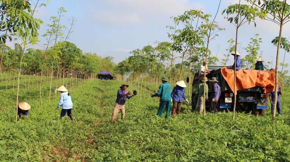 co hoi viec lam tai cac nong truong trai cay xuat khau cho nguoi goc viet