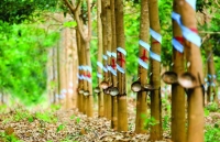 nguoi goc viet tai campuchia tich cuc phong chong dich covid 19