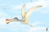 Phát hiện 3 loài bò sát bay mới ở Sahara