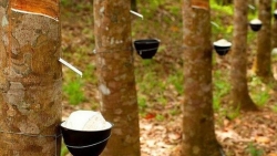 Giá cao su hôm nay 31/3: Tiếp đà đi lên, thấp nhất 25.000 đồng/kg; Nhu cầu nhập khẩu của Trung Quốc tăng, Mỹ phục hồi