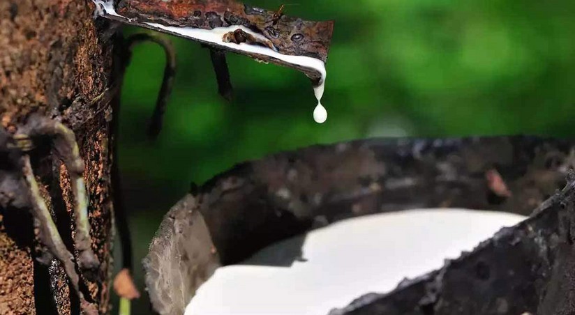 Giá cao su hôm nay 8/5: Giá cao su hôm nay 8/5: