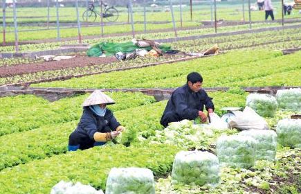 Lần đầu tiên công bố Sách trắng hợp tác xã tại Việt Nam