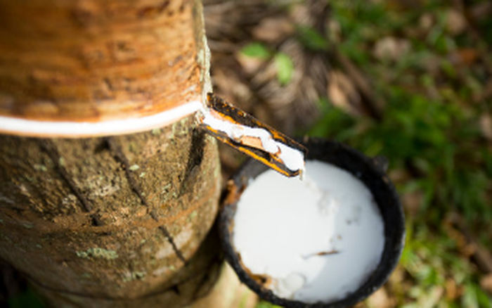 Giá cao su hôm nay 30/4: