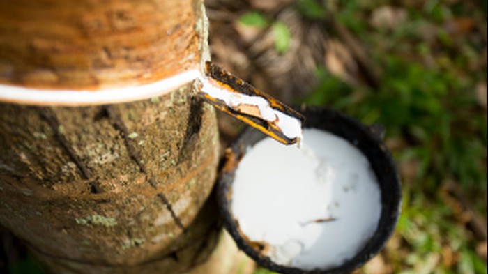 Giá cao su hôm nay 2/4: Quay đầu giảm tại Trung Quốc, trong nước 'đứng yên', lý do nhu cầu cao su toàn cầu chậm lại