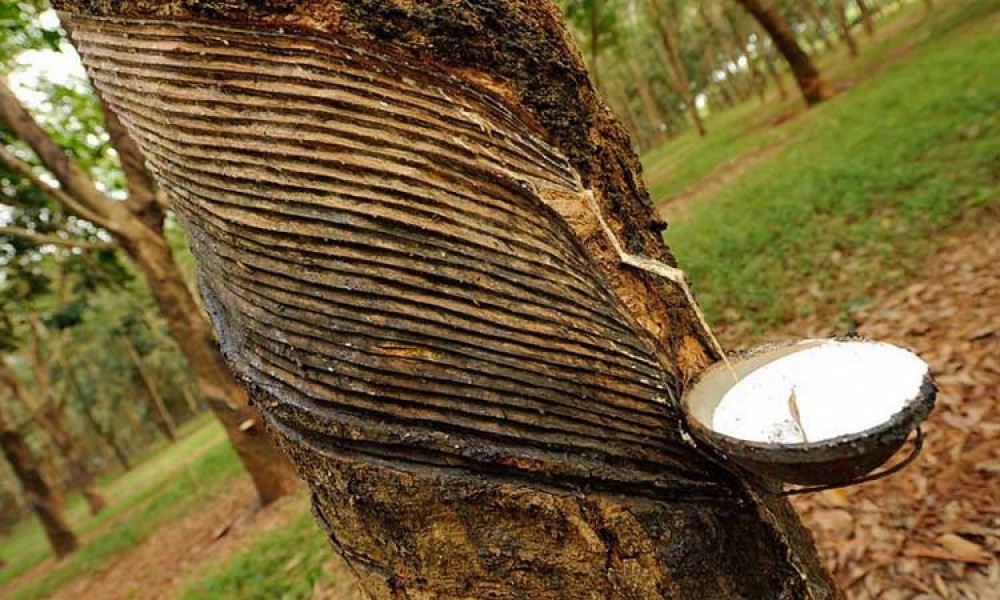 Giá cao su hôm nay 19/6: Giá cao su hôm nay 19/6: