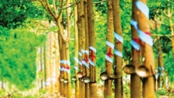 Giá cao su hôm nay 5/4: Sàn châu Á đi ngang, Nhật Bản có tín hiệu khả quan, công ty cao su Việt Nam giảm mục tiêu lợi nhuận sau thuế