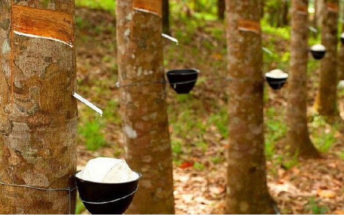 Giá cao su hôm nay 20/6 Giá cao su hôm nay 20/6