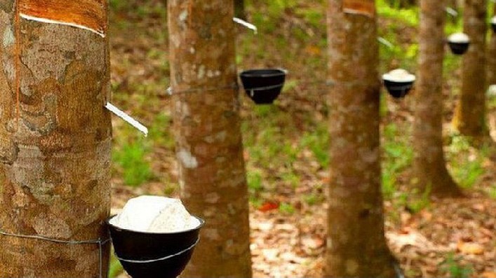 Giá cao su hôm nay 13/10, Sàn Nhật Bản giữ đà tăng nhẹ, Trung Quốc bất ngờ quay đầu giảm