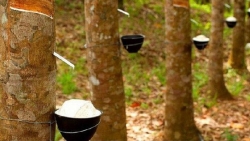 Giá cao su hôm nay 12/7: Covid-19 tác động đến tâm lý thị trường cao su tự nhiên, kỳ vọng vào nửa cuối năm 2021