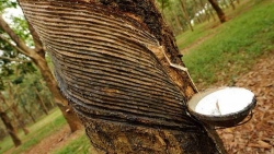 Giá cao su hôm nay 12/9, Thị trường đối mặt với nhiều nỗi lo, sàn châu Á đang dò đáy?