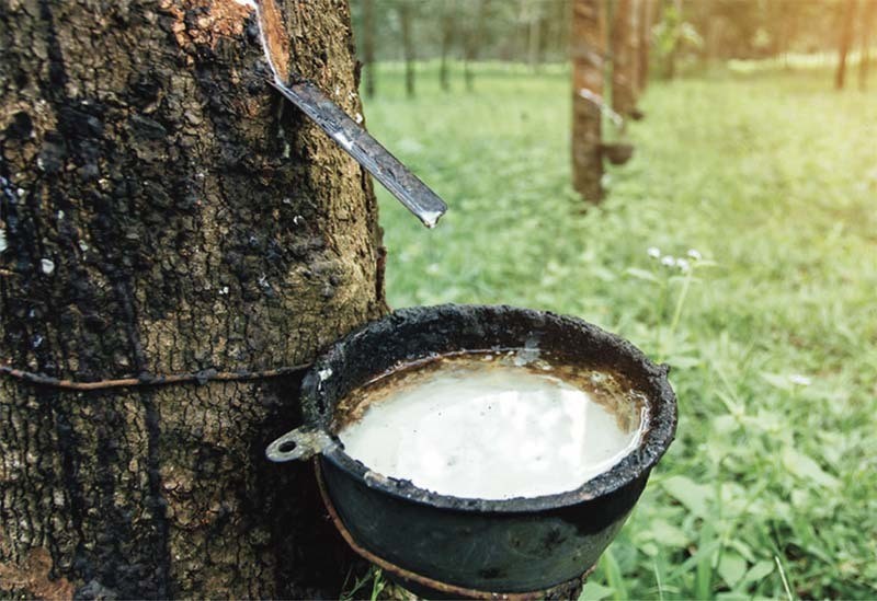 Giá cao su hôm nay 24/5: Cao su thiên nhiên tăng nhanh, 'cơn lốc' Covid-19 ảnh hưởng đến nguồn cung Giá cao su hôm nay 24/5: Cao su thiên nhiên tăng nhanh, 'cơn lốc' Covid-19 ảnh hưởng đến nguồn cung