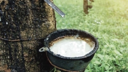 Giá cao su hôm nay 6/9, Giữ mức ổn định, hộ trồng cao su Việt Nam nóng ruột vì Covid-19