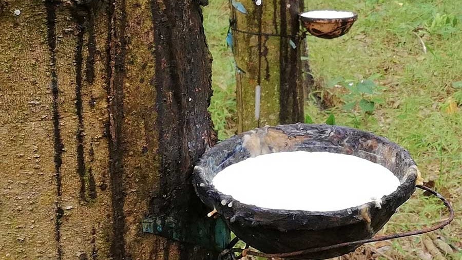 Giá cao su hôm nay 12/10, Sàn châu Á đồng loạt tăng, ngành cao su Việt Nam đang chịu áp lực