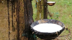 Giá cao su hôm nay 14/7: Sàn Osaka xuống mức thấp nhất 33 năm, nhà giao dịch 'án binh'