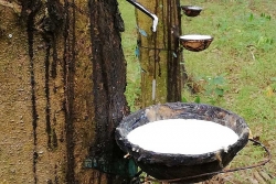 Giá cao su hôm nay 3/10, Sàn châu Á đứng im, khó khăn bủa vây thị trường Trung Quốc