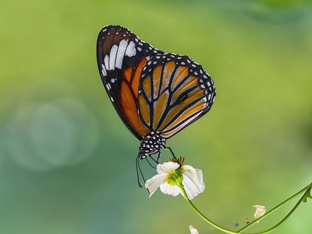 khoanh khac dep nhat mua xuan nam 2020 goi ten nhiep anh gia viet nam