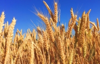 sau thit bo va lua mach du lich la doi tuong chiu don tiep theo trong cang thang australia trung quoc