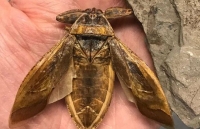 Hóa thạch côn trùng kỳ lạ 151 triệu năm tuổi