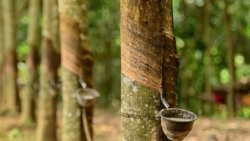 Giá cao su hôm nay 9/7: Sàn Nhật Bản chìm sắc đỏ, nhu cầu tại Trung Quốc chậm lại, cao su Việt sang Anh tăng 301%