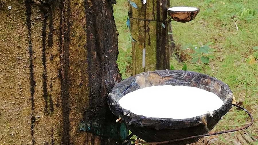 Giá cao su hôm nay 15/9, Giới đầu tư ngừng bán khống, sàn Nhật Bản phục hồi, tâm lý chung không mấy lạc quan