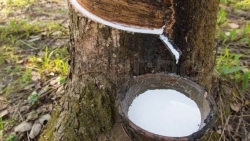 Giá cao su hôm nay 16/7: Sàn châu Á bớt ảm đạm, cao su Nhật Bản tăng nhẹ sau 6 phiên giảm liên tiếp