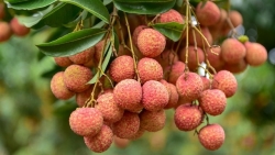 Xuất khẩu ngày 22-24/5: Xe ô tô nhập lại 'đổ bộ', Vải thiều đầu mùa xuất khẩu thuận lợi, Nga tăng mua cá tra Việt